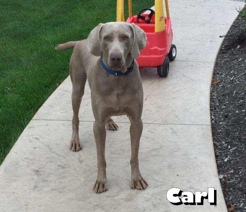 Puppy Name: Carl