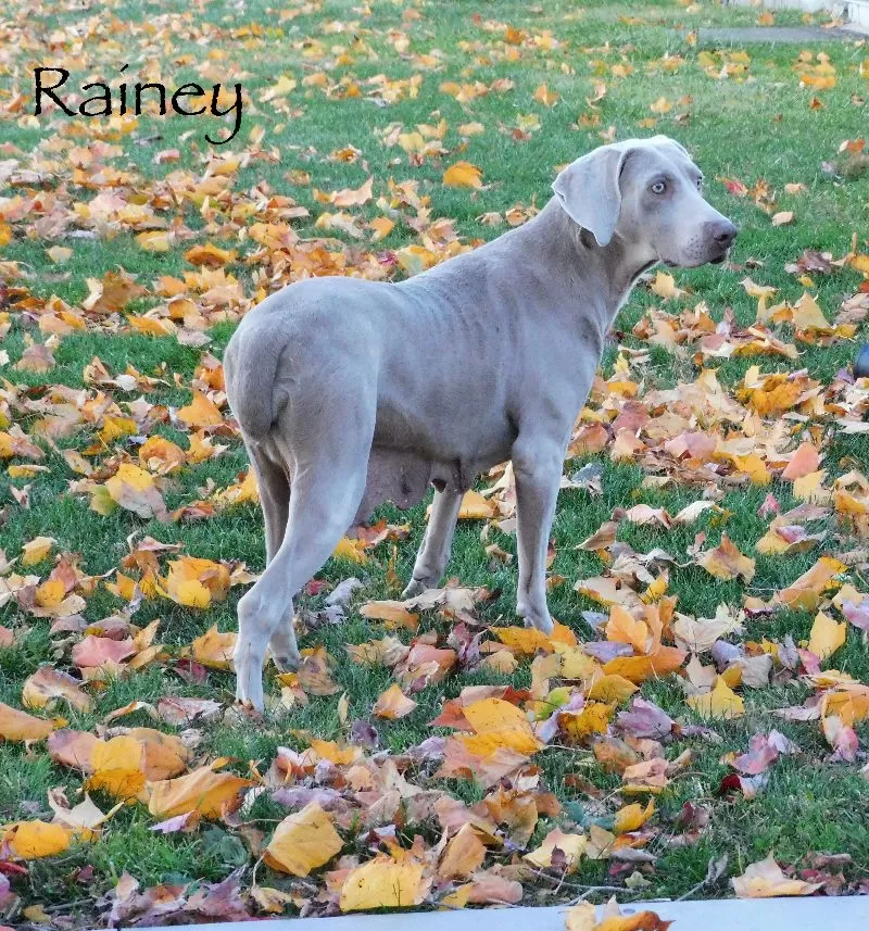 Puppy Name: Rainey