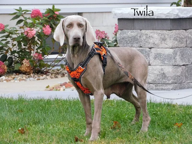 Puppy Name: Twila