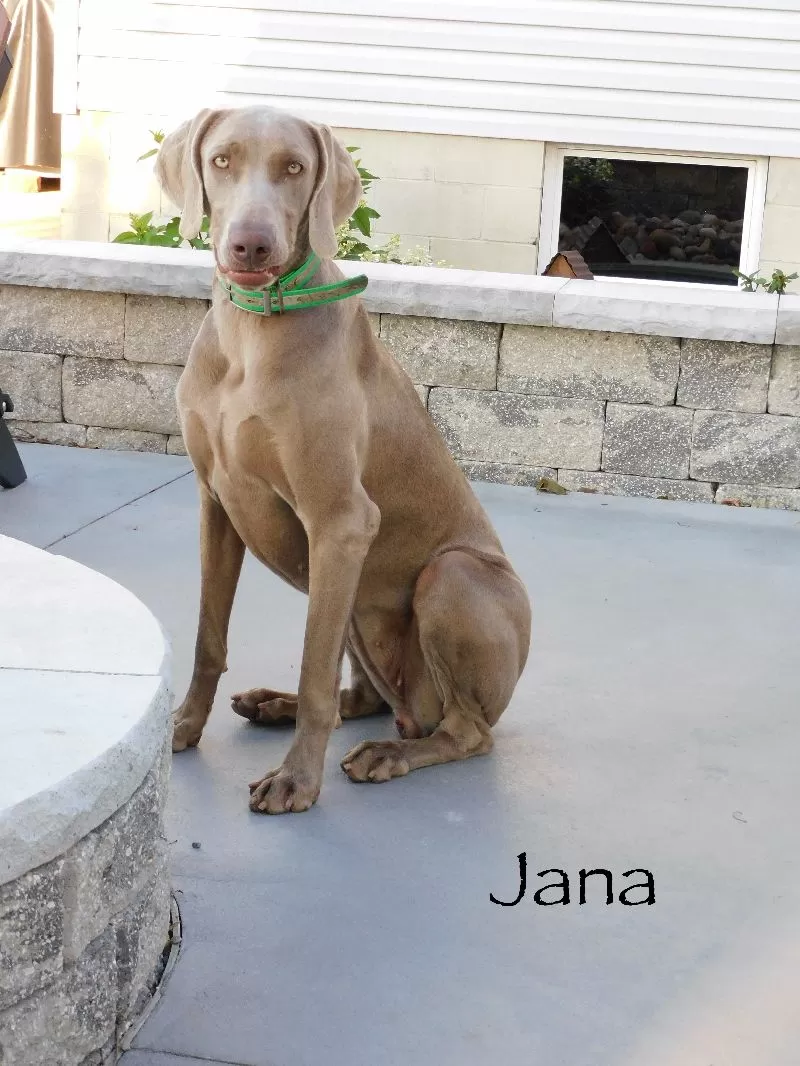 Puppy Name: Jana