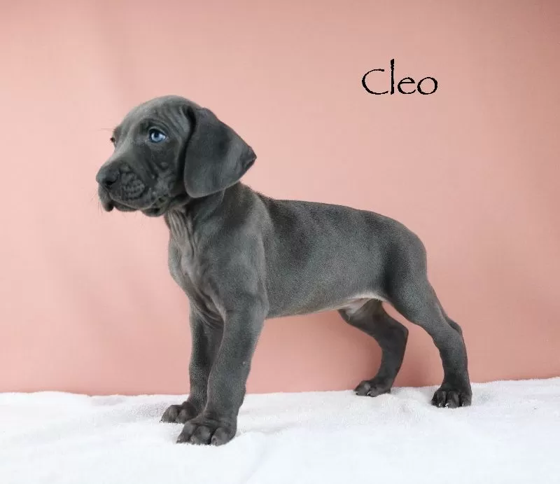 Cleo